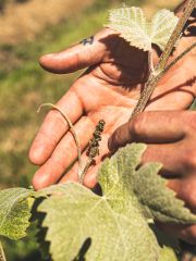 flowering Pinot Meunier vine