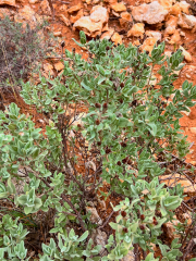 Wild sage in the rocky soils of Cabardès