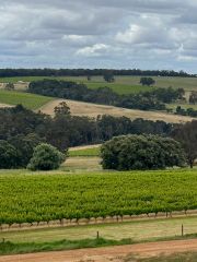 Vineyard landscape at West Cape Howe in the Great Southern region
