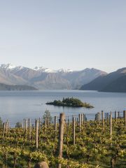 Rippon vineyard
