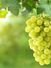 White wine grapes from Shutterstock