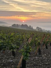 the dawn of wine in Normandy