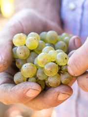 bunch of California Riesling