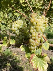 Erbamat grapes