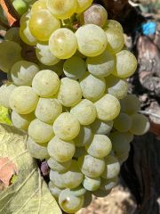A bunch of green Kolorko grapes on the vine in Türkiye