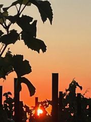 sunset through vines by Robert Camuto on Italy Matters Substack