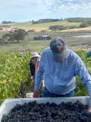 Brian Croser at Foggy Hill harvest 2026