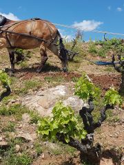  Juan Carlos Sancha in the Cerro la Isa vineyard with mule