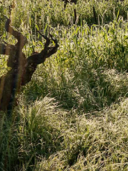 Lytton Springs vines