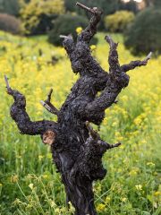 old Zin vine at Dry Creek Vineyard
