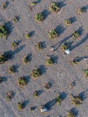 Sigalas Monachogios vineyard