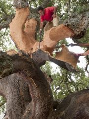 cork bark being harvested