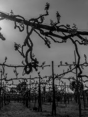 gnarly old vines in Tauraasi, Campania