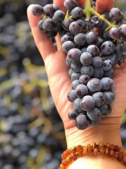 Angela Osborne holds a cluster of Grenache