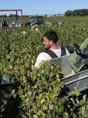 Ch Montrose harvest 2025