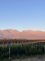 Malbec vines with the Andes in the background