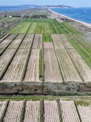 Domaine de Vassal vine collection; photo by Louise Hurren