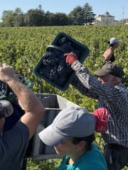 2025 harvest at Ch Montrose