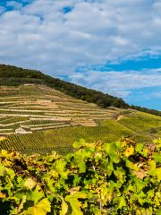 Öreg Király vineyard, Mád