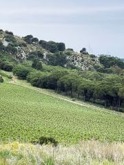 Serra Ferdinandea vineyards with sea in the distance