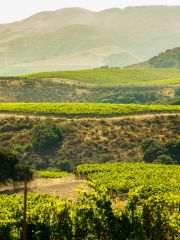 The Hilt Estate Radian and Bentrock Vineyards courtesy the estate