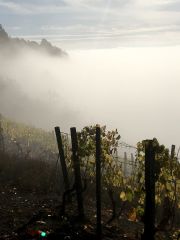 Vetter vineyard in the fog