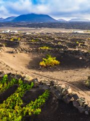 vineyard in La Geria, Lanzarote