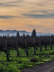 Napa sunrise with hot-air balloon