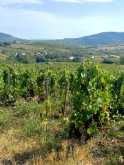 Beaujolais vineyard harvest imminent