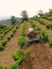 Acered vineyard