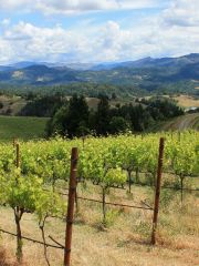 Alder Springs vineyard