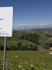 Cotta vineyard
