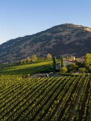 Dalla Valle vineyard