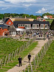 Kullabergs Vingård © Terra Skåne/Jan Kivissar