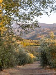 Poggio di Sotto vineyard