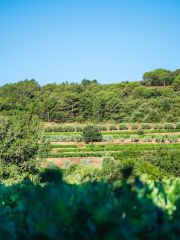 La Réméjeanne vineyard