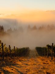 Rudd Mt. Veeder Estate