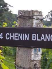 Chenin Blanxc vineyard in South Africa 