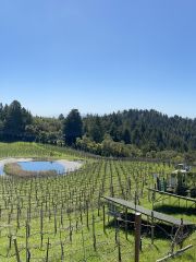 Split Rail vineyard