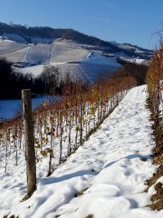Boscareto vineyard in the snow