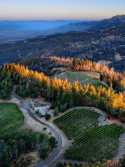 Lasseter Trinity Ridge Vineyard - Michael Housewright photography