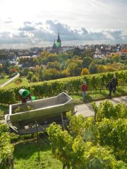 Harvest at Robert Weil by Peter Quirin.jpg