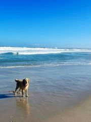Monty on the beach at Betty’s Bay, near Hemel-en Aarde