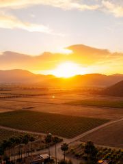 Valle de Guadalupe vineyards