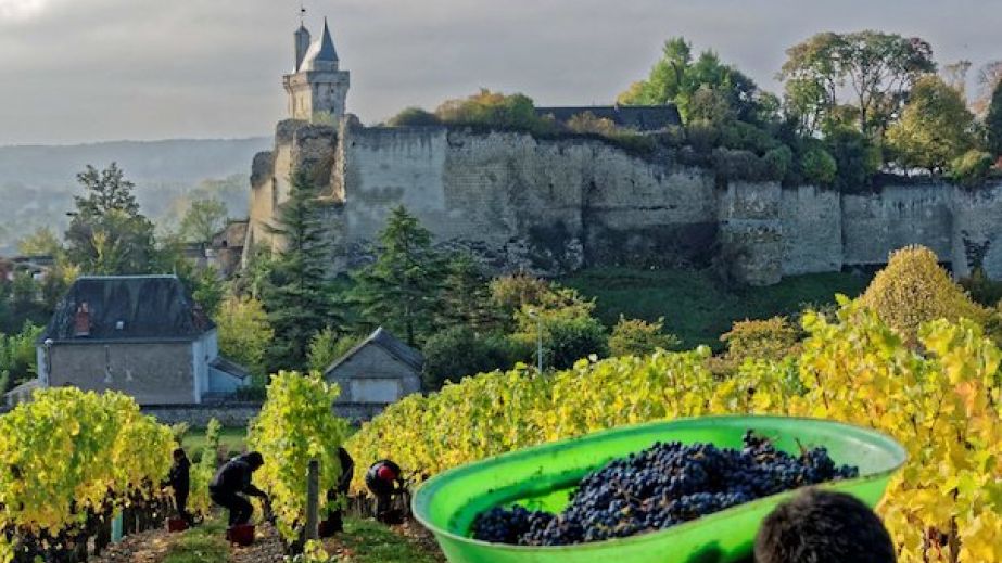 Couly-Dutheil grape harvest in Clos de l'Echo, Chinon