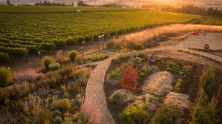 Brooks Wines - veg garden and vines (photo by Andrea Johnson)