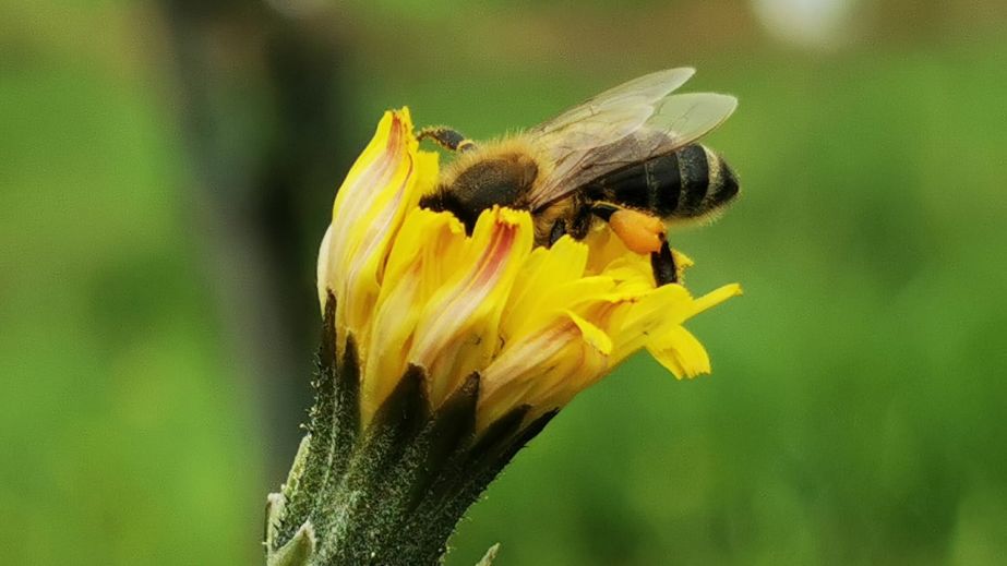 Bee on a dandelion - Liam Cabot