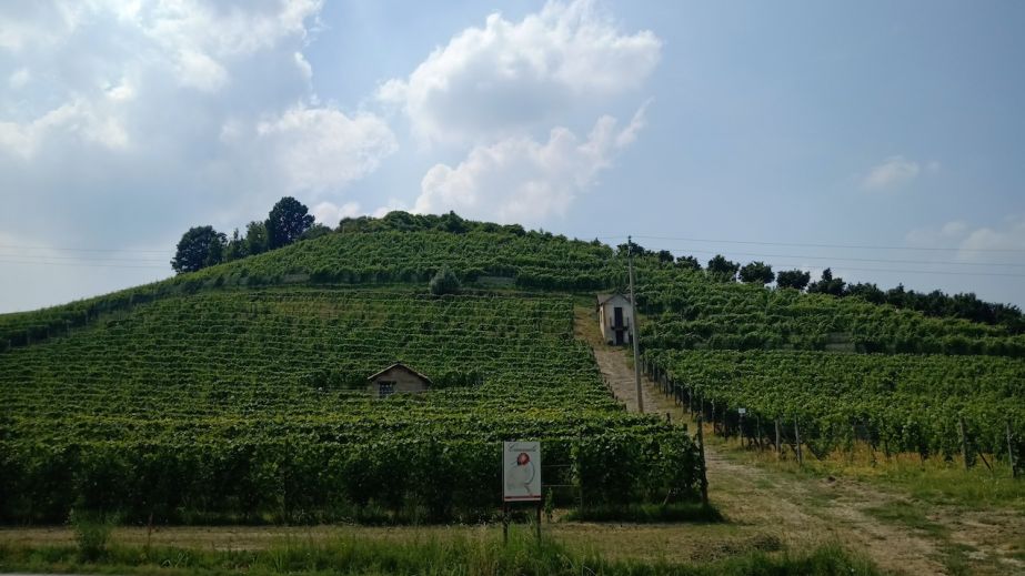 Cannubi cru in Barolo