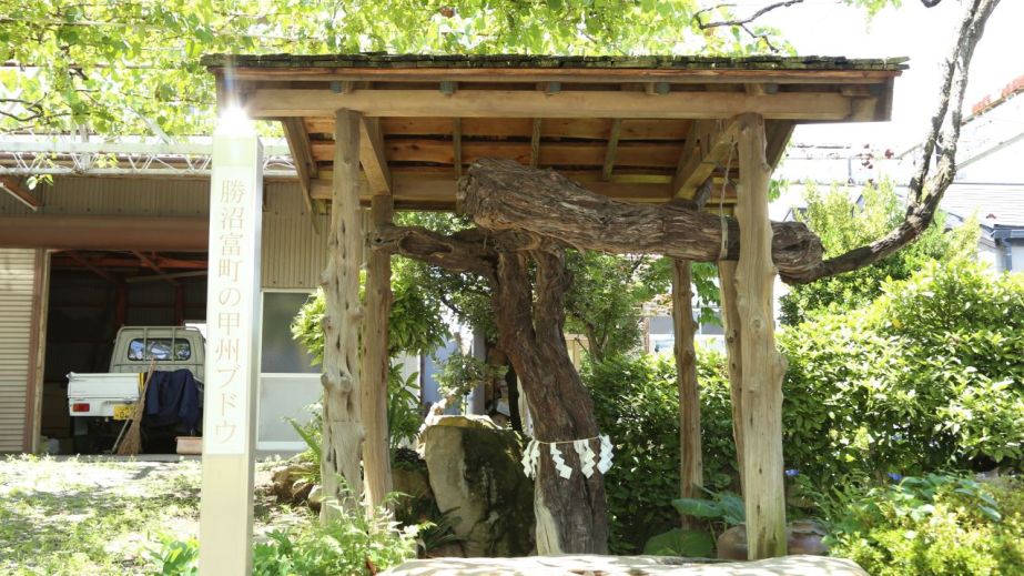 WWC21 Mitchell R - Koshu Personified 1_Old Vine Koryu_Landscape