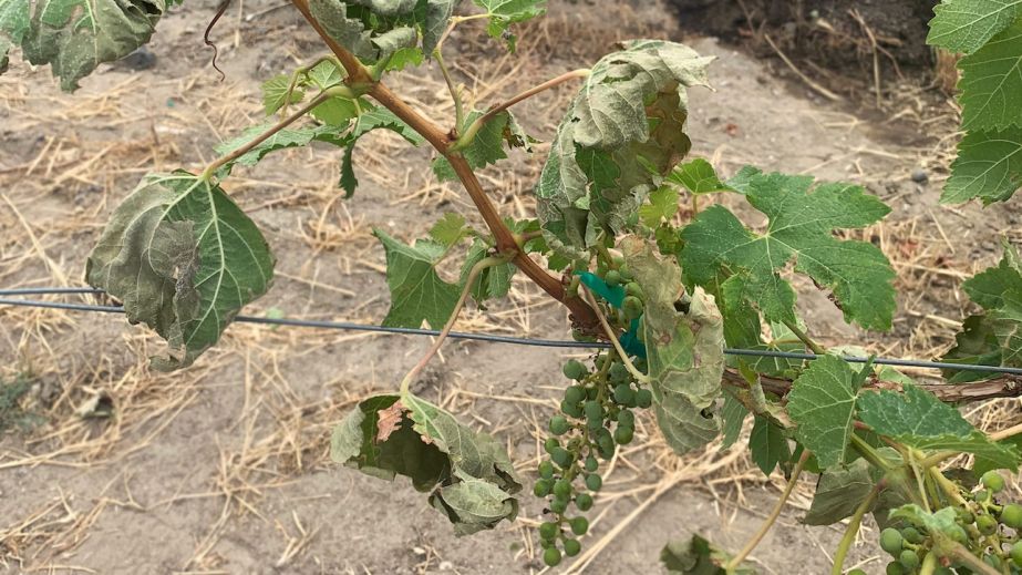 Washington state vines scorched by the 2021 heat dome